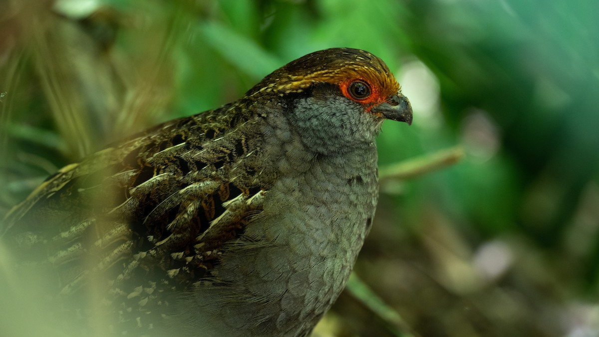 Spot-winged Wood-Quail - ML487184441