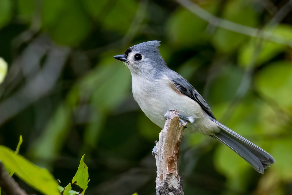 Tufted Titmouse - ML487184641