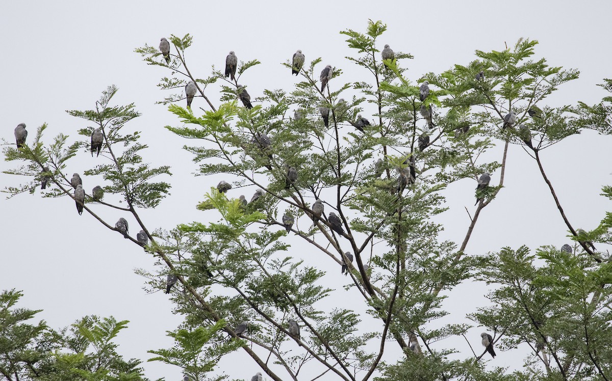 Mississippi Kite - Kathleen Keef