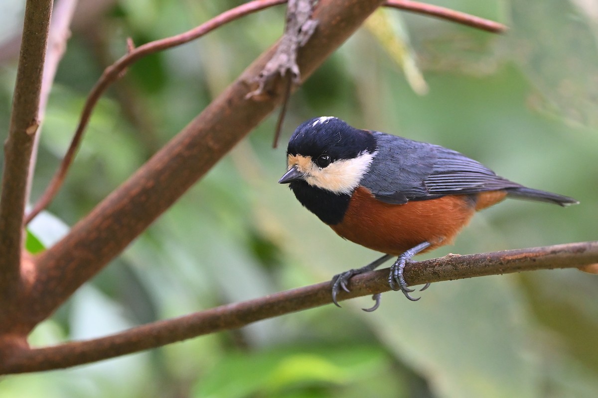 Chestnut-bellied Tit - Cheng-Ru Tsai