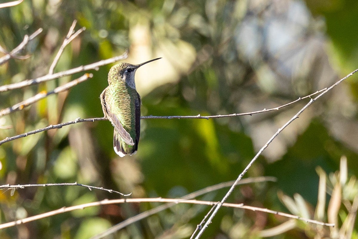 Anna's Hummingbird - Lori Miyasato