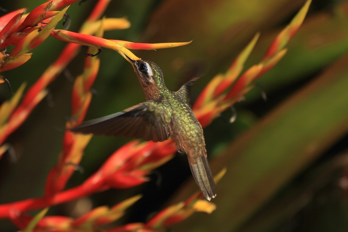 Hook-billed Hermit - ML487190951