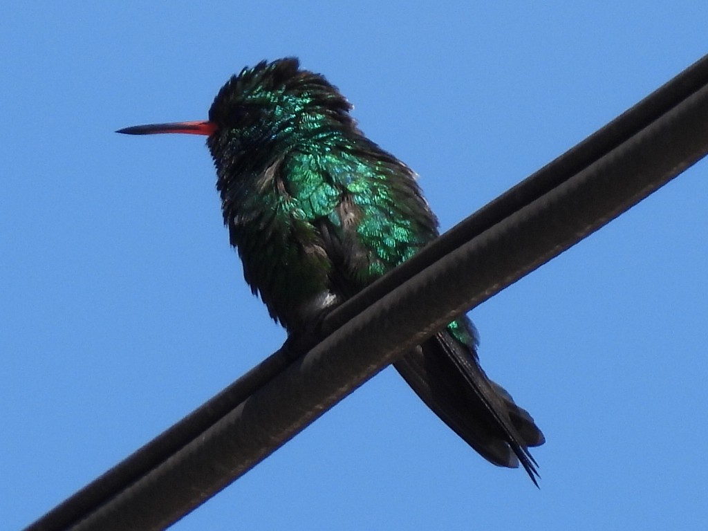 Canivet's Emerald - Adlai Meneses