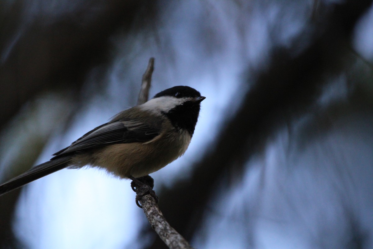 Black-capped Chickadee - ML487191731