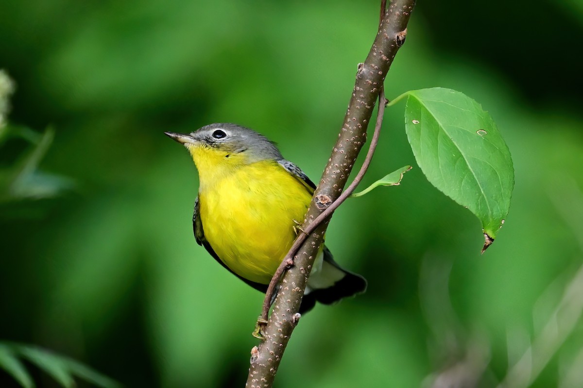 Magnolia Warbler - Eileen Gibney