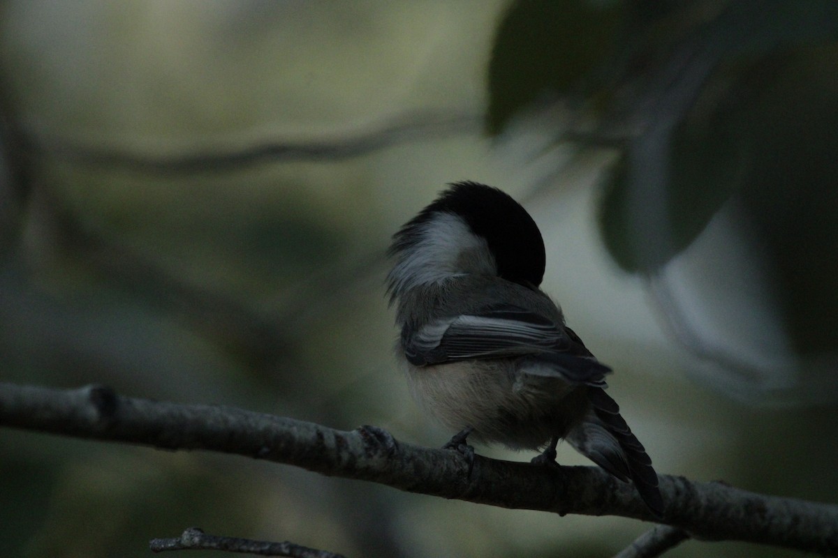 Black-capped Chickadee - ML487191871