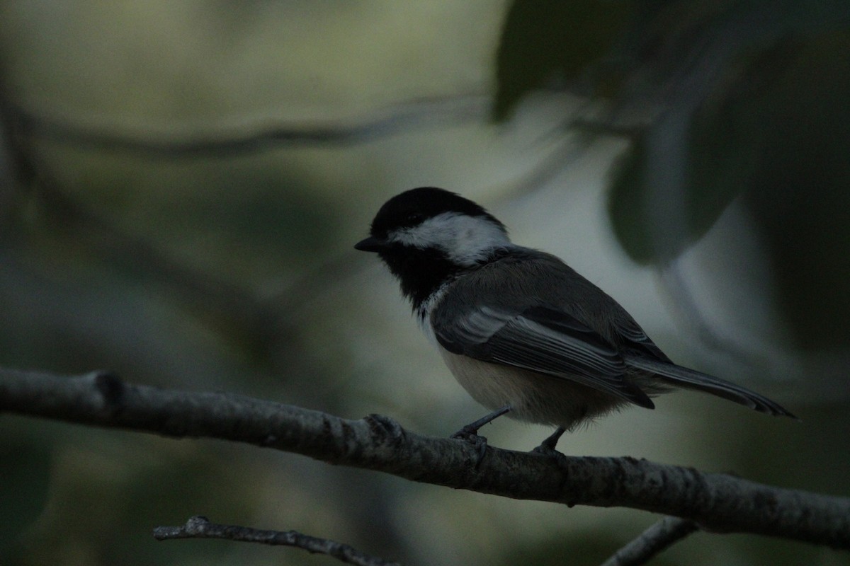 Black-capped Chickadee - ML487191881