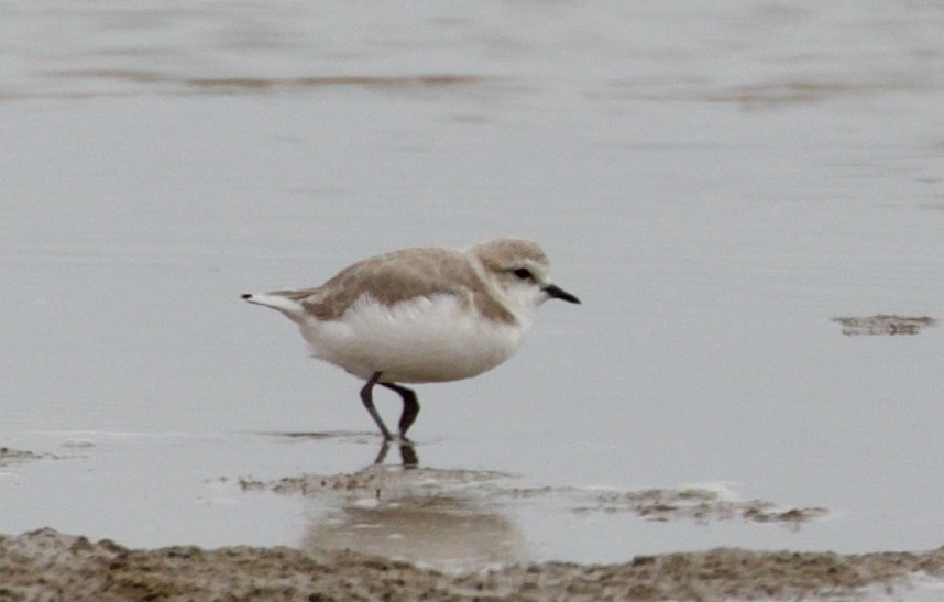 Chestnut-banded Plover - ML487192331