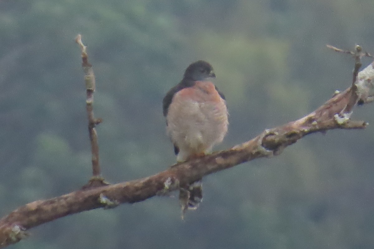 eBird Checklist - 21 Nov 2019 - Canopy Inkaterra - 24 species