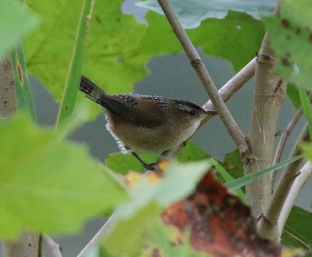 Marsh Wren - ML487192621