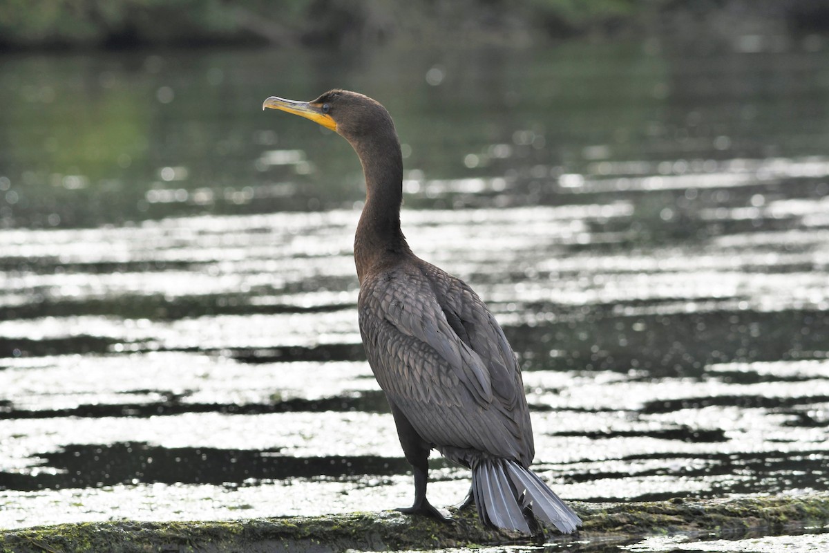 Double-crested Cormorant - ML487193721