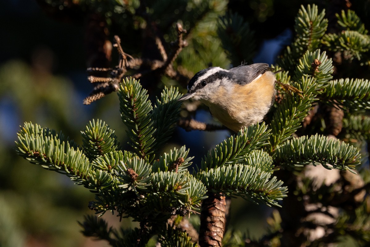 Red-breasted Nuthatch - ML487194521