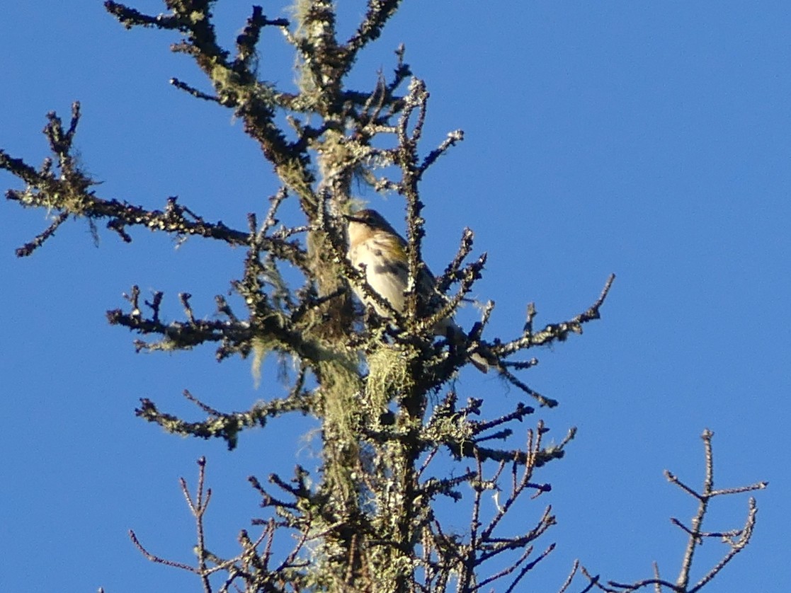 Yellow-rumped Warbler - Sean Smith