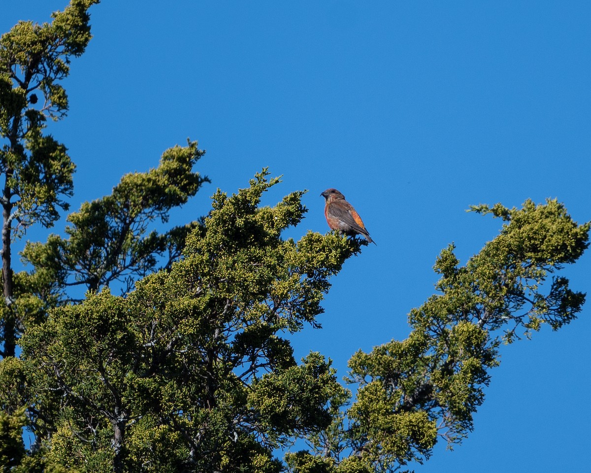 Red Crossbill - ML487196441