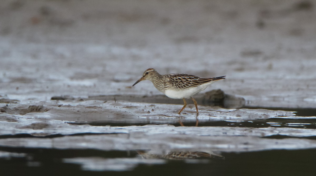 Pectoral Sandpiper - ML487196861