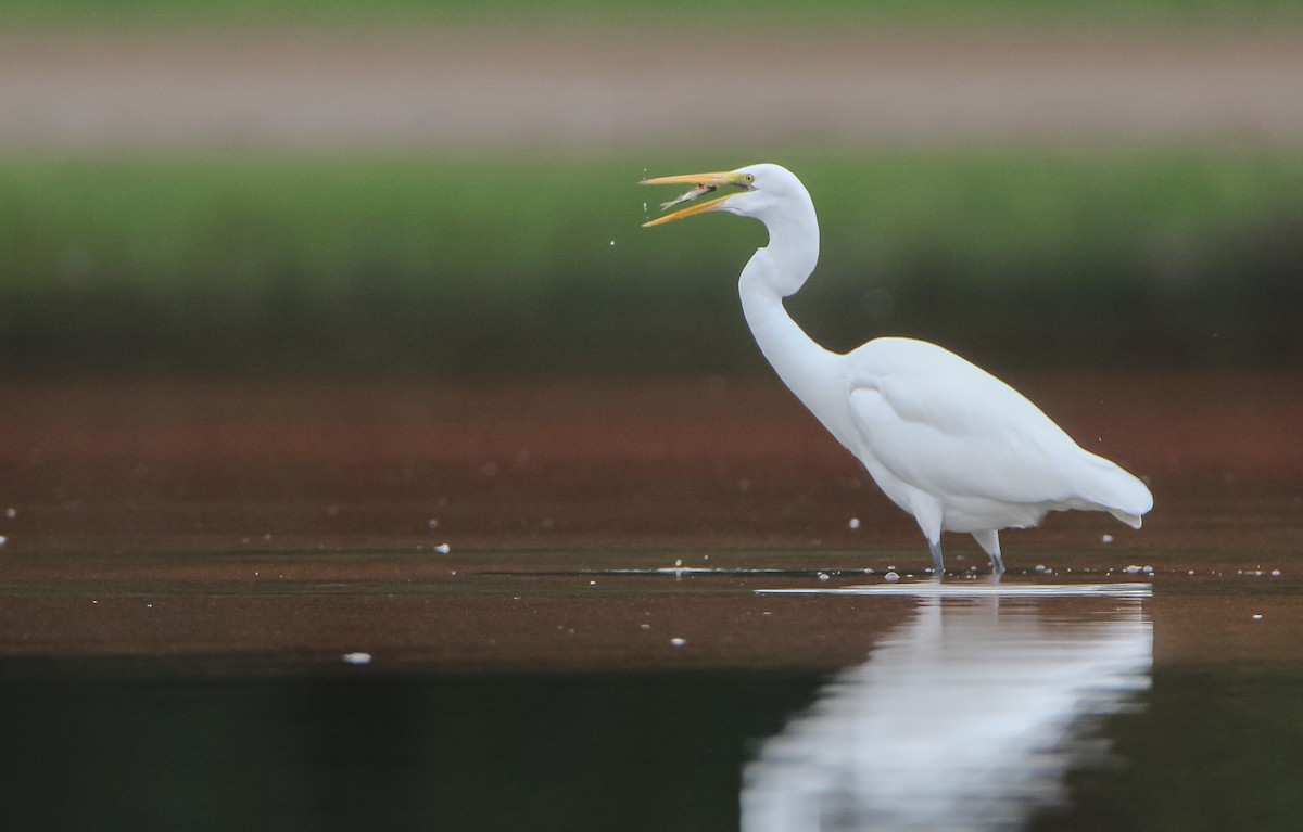 Great Egret - ML487197031