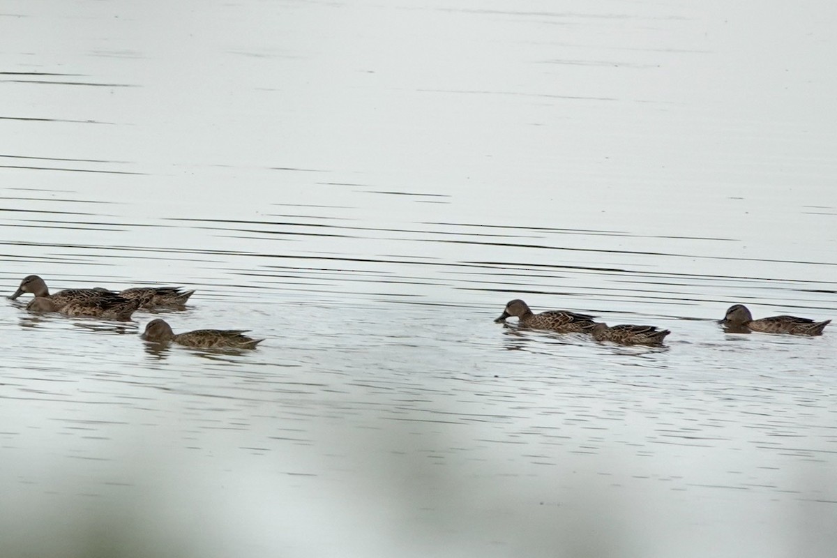 Blue-winged Teal - ML487197291