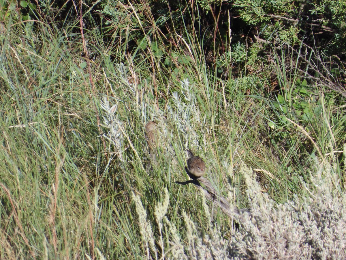 Field Sparrow - ML487197671