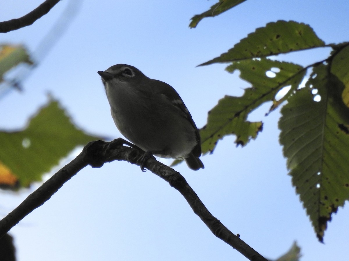 Blue-headed Vireo - Sean Mueseler