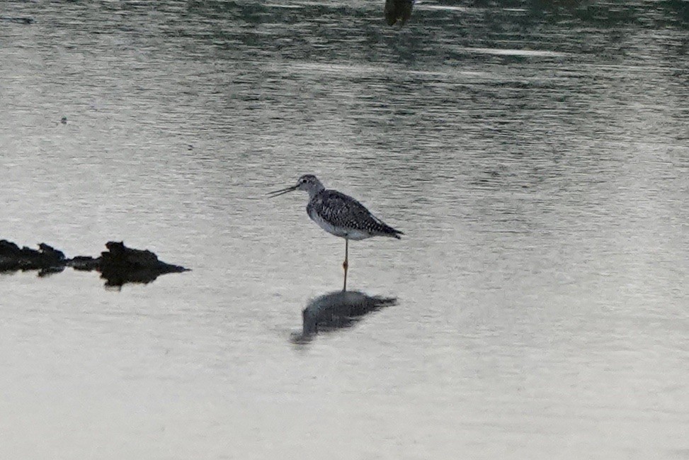 Greater Yellowlegs - ML487197961