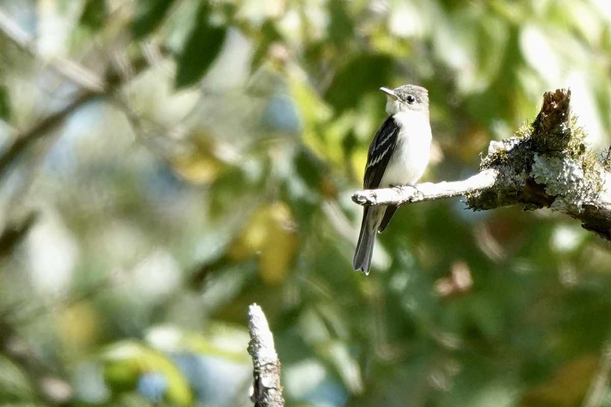 Eastern Wood-Pewee - ML487198951