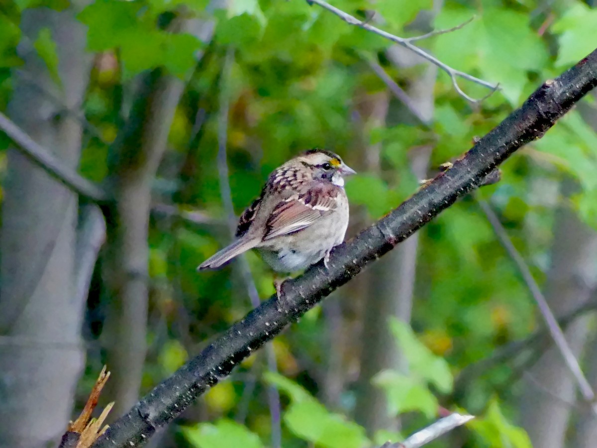 White-throated Sparrow - ML487199811