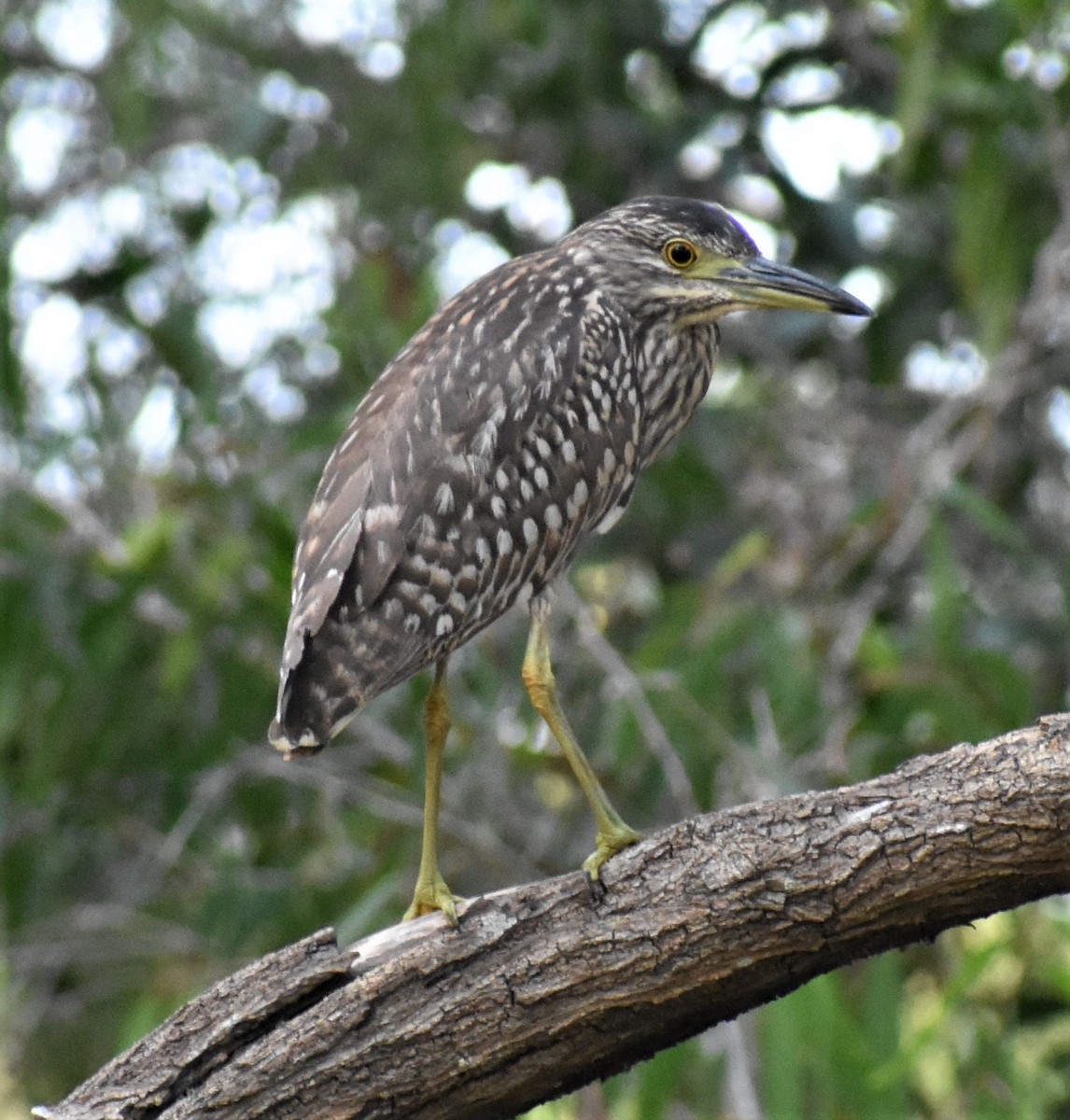 Nankeen Night Heron - ML487200261