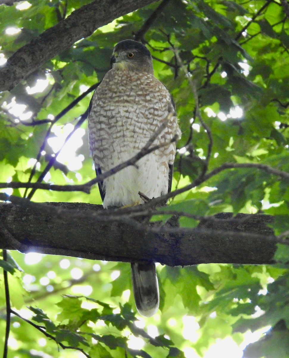 Cooper's Hawk - ML487200271