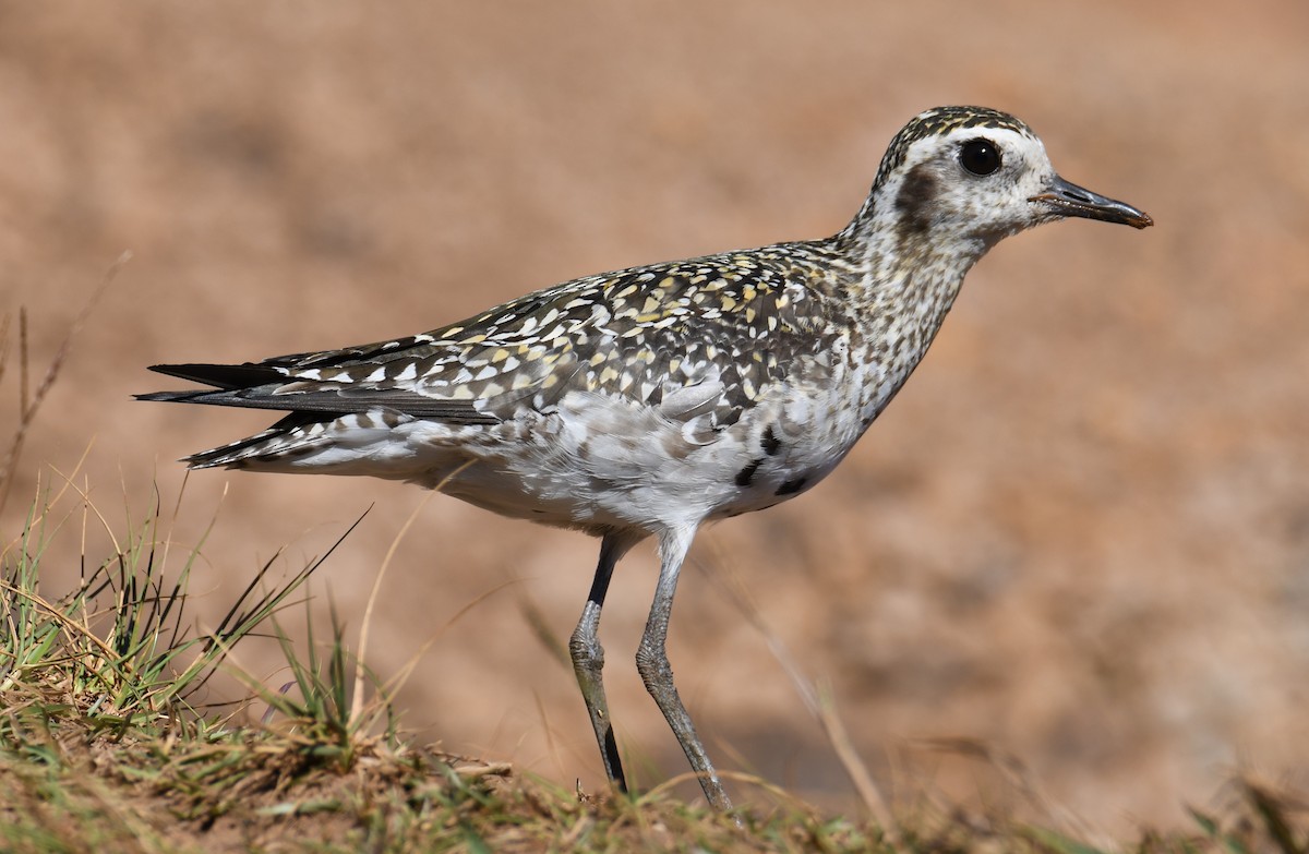 Pacific Golden-Plover - ML487200451