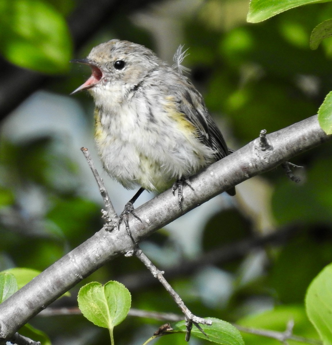 Yellow-rumped Warbler - ML487200471