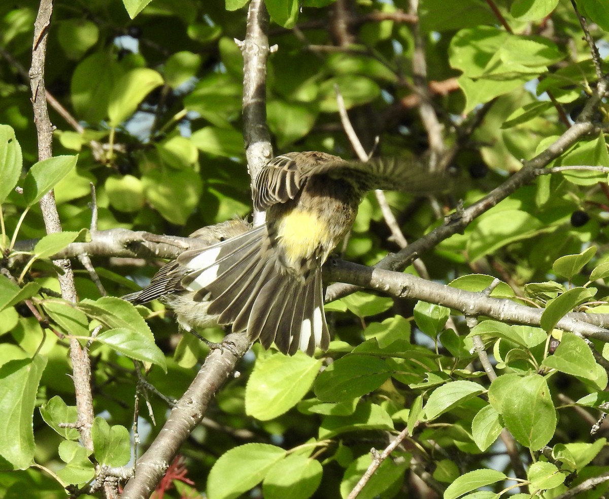 Yellow-rumped Warbler - ML487200601