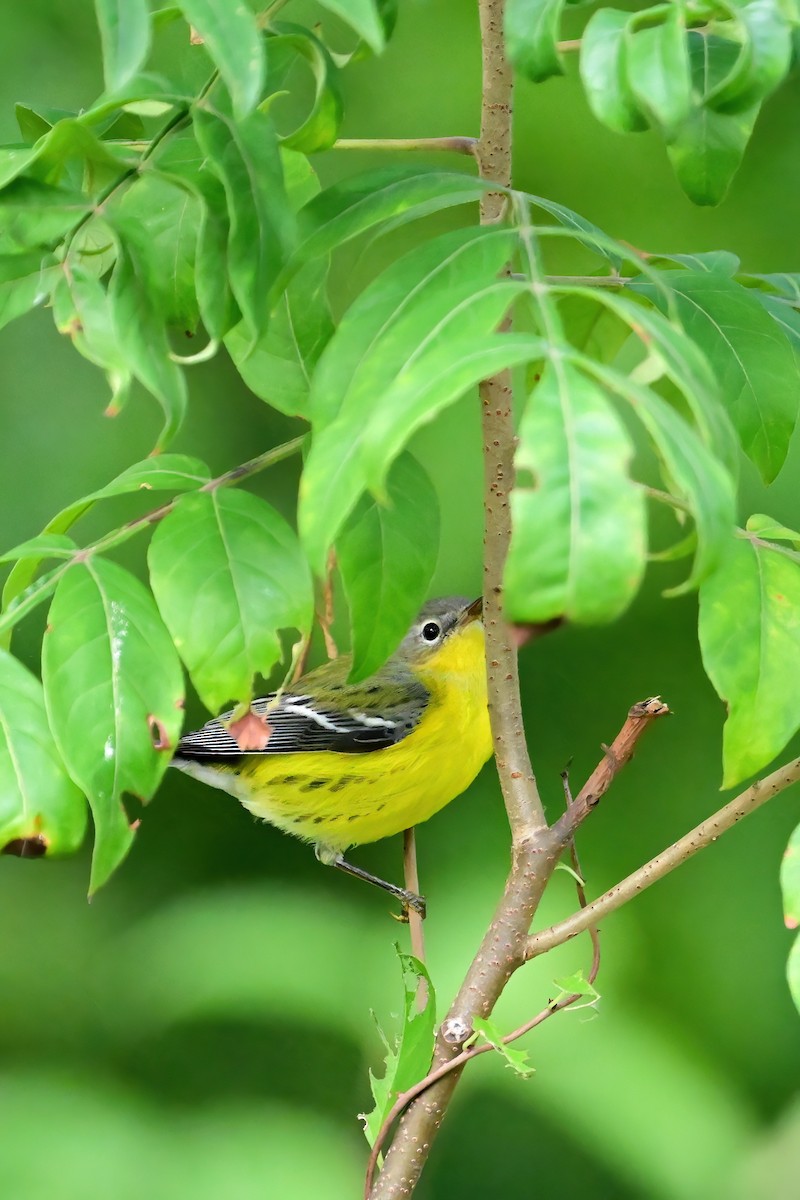 Magnolia Warbler - Eileen Gibney