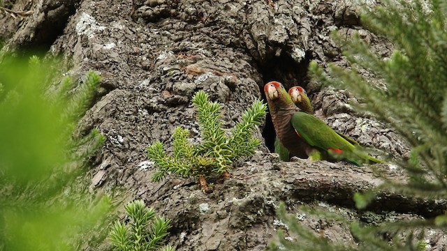 Amazona Vinosa - ML487201