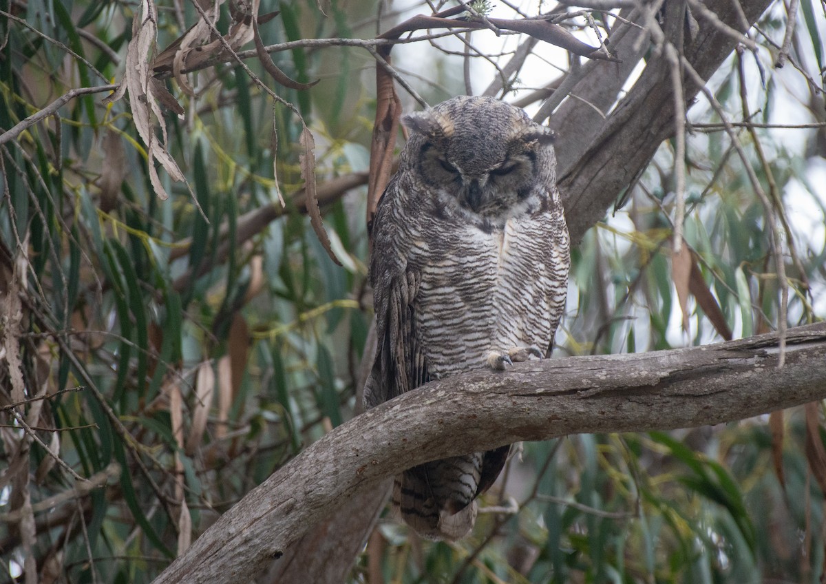 Great Horned Owl - ML487201541