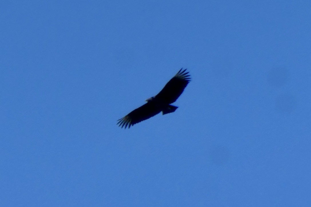 Black Vulture - ML487202051