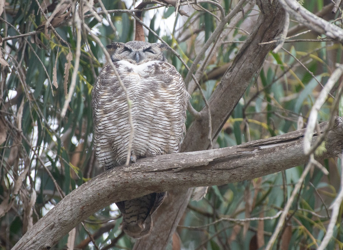 Great Horned Owl - ML487202181