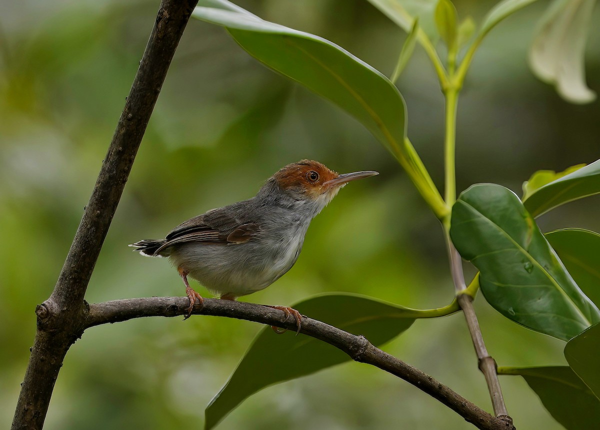 Ashy Tailorbird - ML487202811