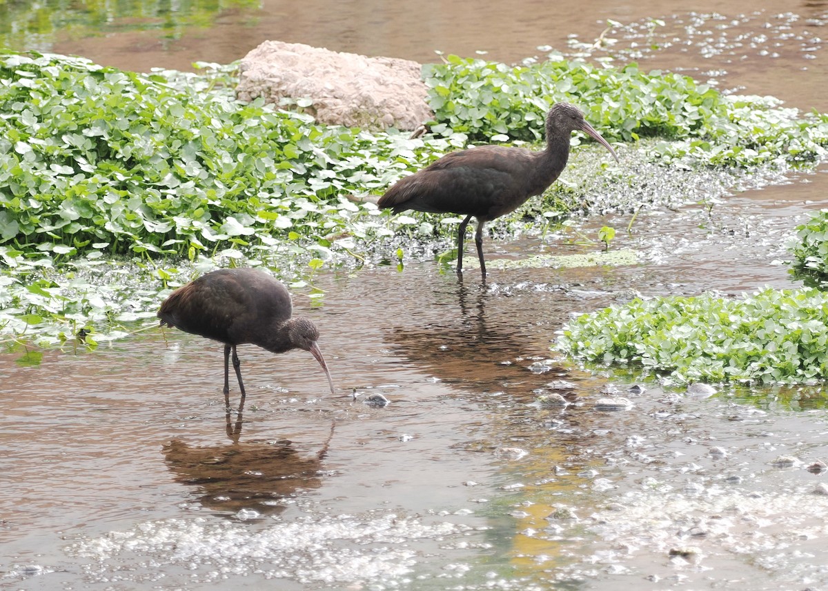 Puna Ibis - Scott (瑞興) LIN(林)