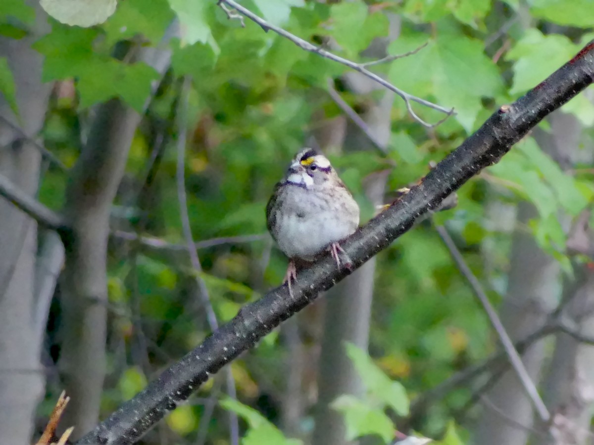 White-throated Sparrow - Sean Smith