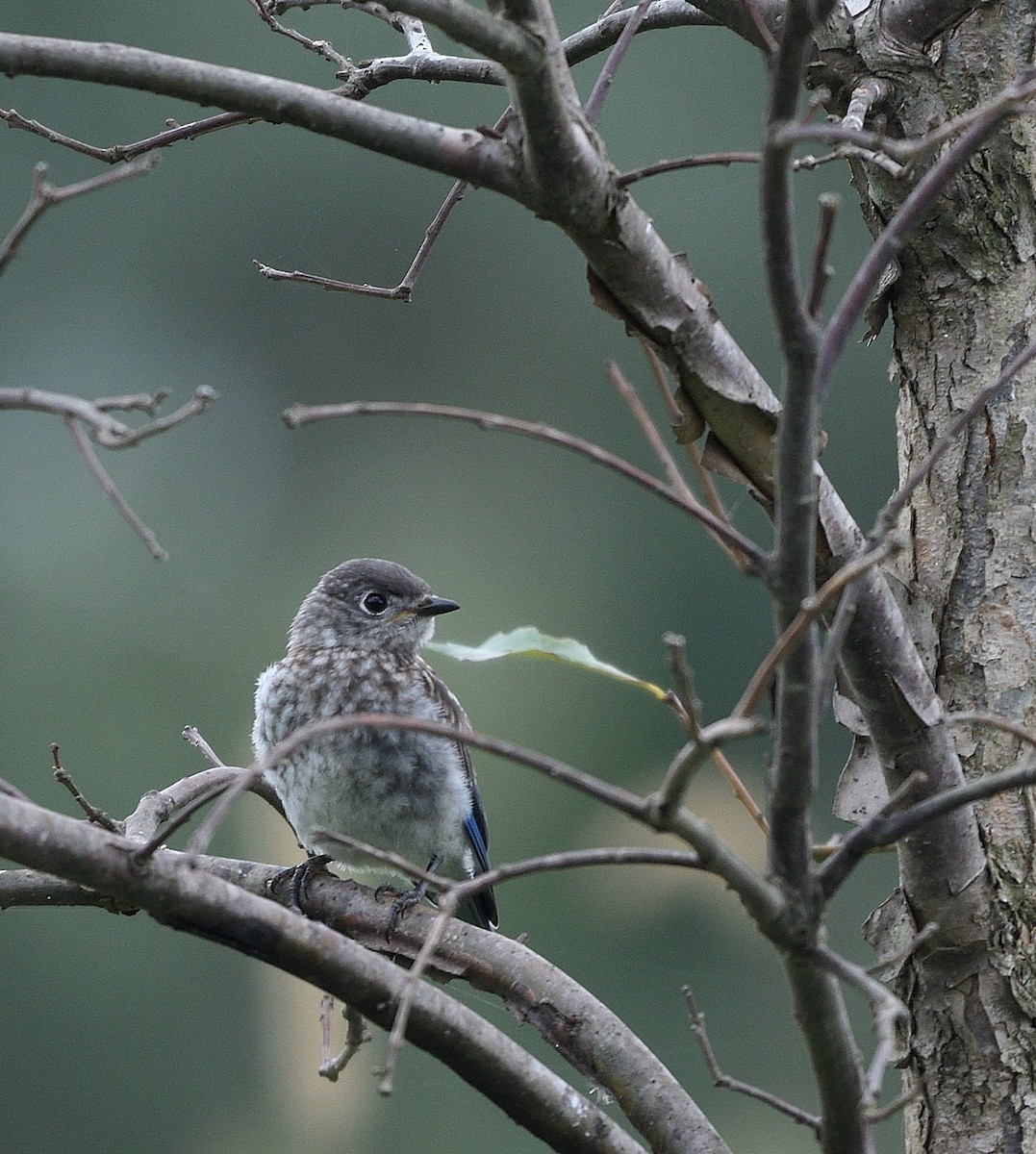 Eastern Bluebird - ML487203701