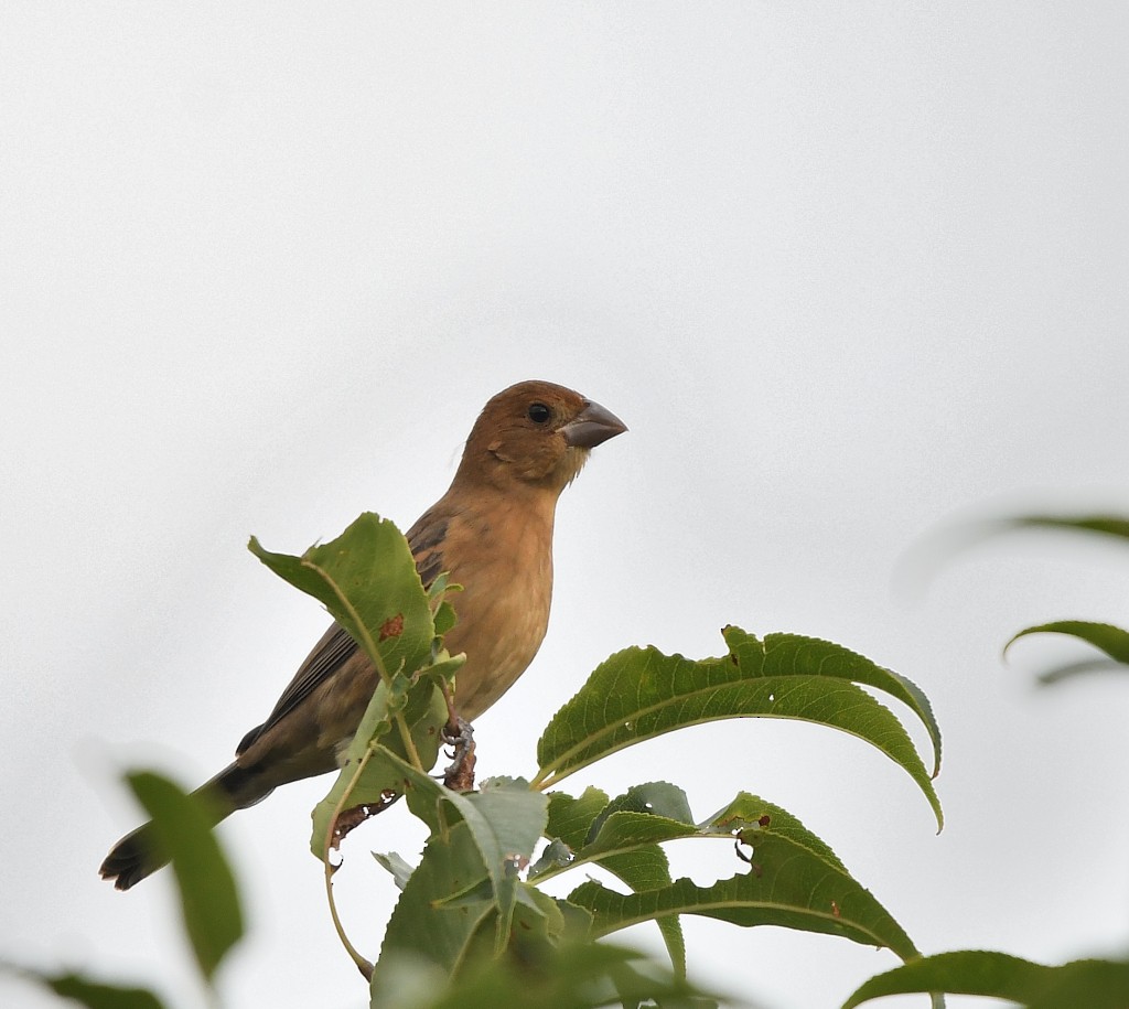 Blue Grosbeak - ML487203771