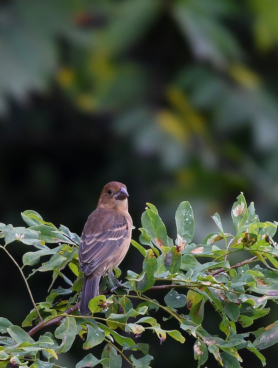 Blue Grosbeak - ML487203781