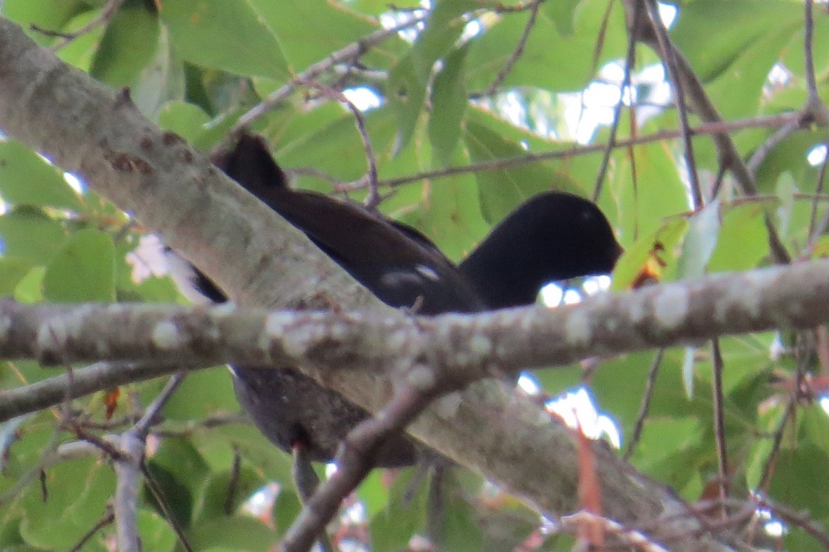 Common Gallinule - ML487203961