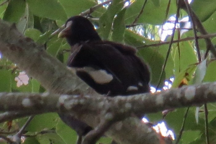 Common Gallinule - ML487203971
