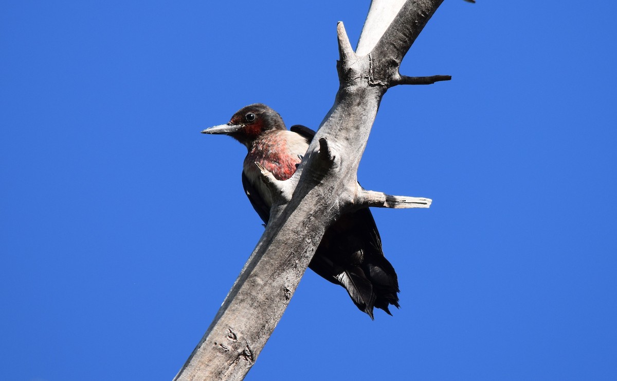 Lewis's Woodpecker - ML487205261