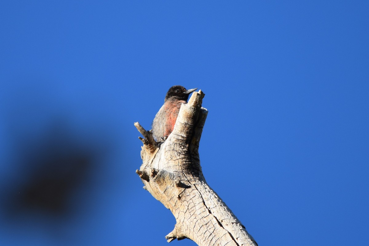 Lewis's Woodpecker - ML487205271