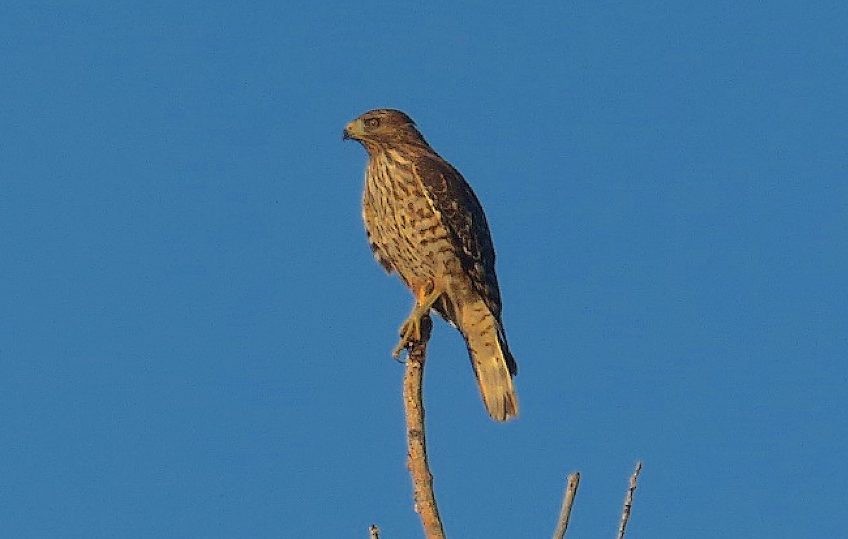 Red-shouldered Hawk - ML487205541