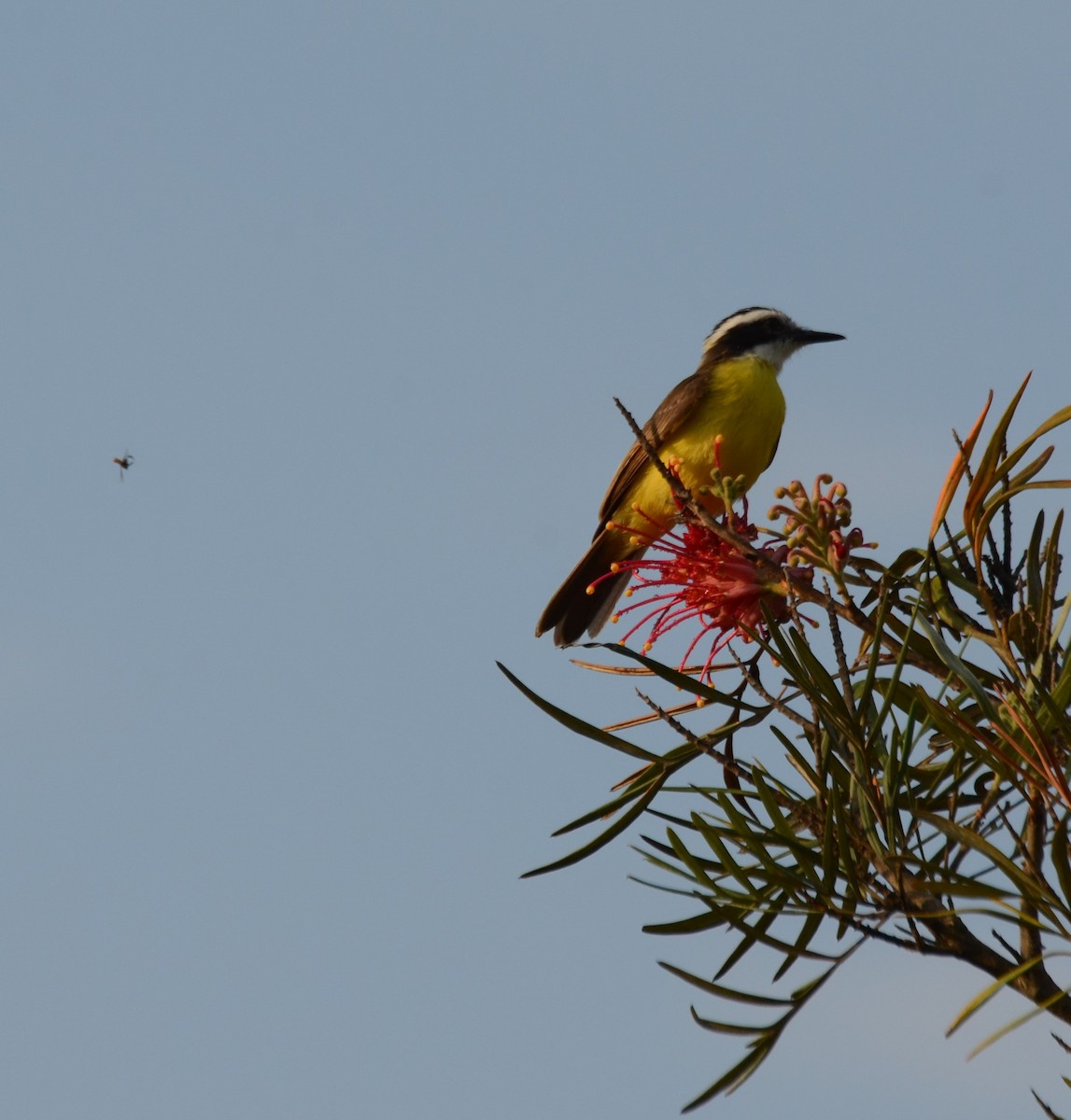 Lesser Kiskadee - ML487206331