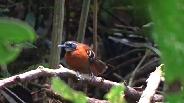 Cordillera Azul Antbird - ML487207