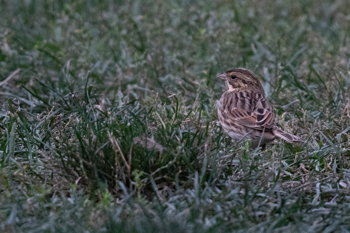 Savannah Sparrow - Ben  Lucking